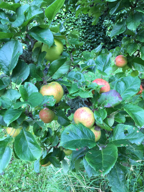 Apples